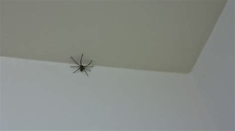 房間出現蜘蛛代表
